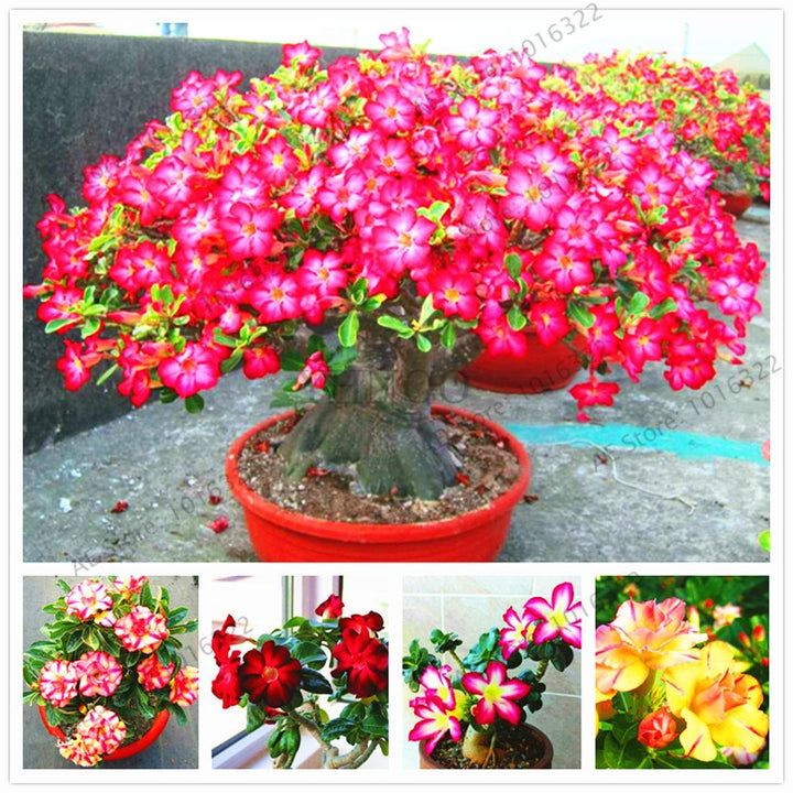 Genuine Desert Rose plant 5pcs Adenium Obesum flores Flower Bonsai plantas Air Purification Home Garden Potted Flower. - nicpigeon