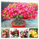 Genuine Desert Rose plant 5pcs Adenium Obesum flores Flower Bonsai plantas Air Purification Home Garden Potted Flower. - nicpigeon