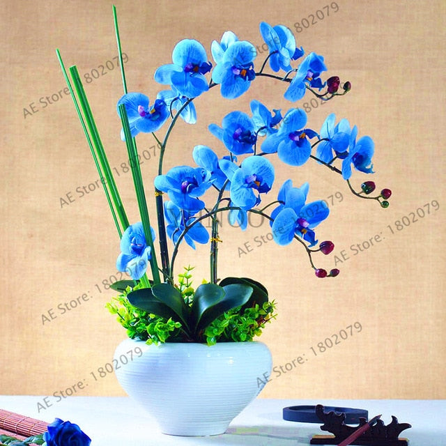 Rare Orchid Bonsai Balcony Flower mixed color Butterfly Orchid plant Beautiful Garden Phalaenopsis Orchids flores. - nicpigeon