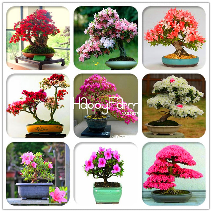 Pcs/10 Cherry blossoms Sakura plant Perennial Geniune like Azalea Flower flores easy grow for Home & Garden in Bonsai - nicpigeon