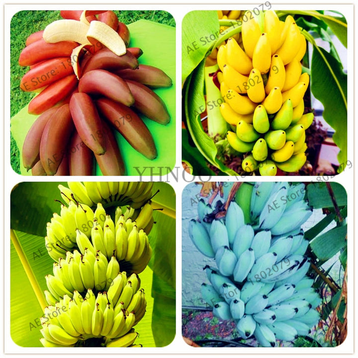 pcs/100 Banana bonsai,dwarf fruit trees,delicious Perennial Fruit flores For home and Garden plants - nicpigeon