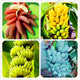 pcs/100 Banana bonsai,dwarf fruit trees,delicious Perennial Fruit flores For home and Garden plants - nicpigeon