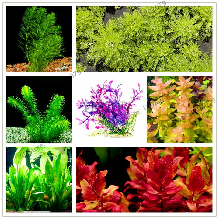 pcs/100 mixed species water plants fish tank aquarium decoration grass garden aquarium plants bonsai - nicpigeon