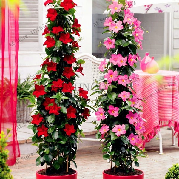 100pcs/bag Mandevilla Sanderi(Dipladenia sanderi)flores,potted balcony,Bonsai Flower Potted Plant plantas for Home Garden - nicpigeon