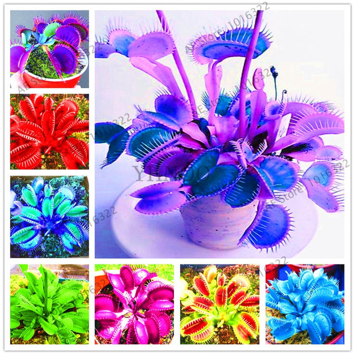 Hundred/sack Bonsai Insectivorous Plant garden Dionaea Muscipula Giant Clip Venus Flytrap flores. - nicpigeon