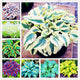 pcs 150 per bag, Hosta Plants bonsai Perennials Lily Flower Shade Hosta Flower Grass flores  Plants for Home and Garden - nicpigeon