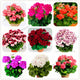 pcs/100 Bonsai Geranium garden Perennial Flower flores Pelargonium Peltatum Flowers potted geranium plant bonsai plantas - nicpigeon